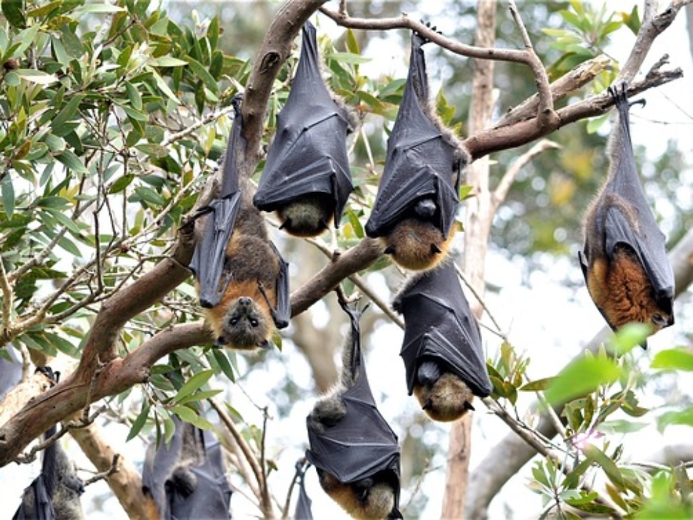 La lezione del pipistrello