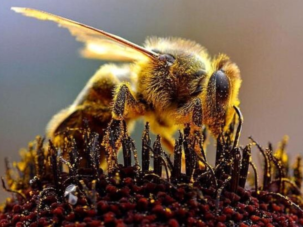honeybee-apis-mellifera